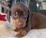 Small #10 Dachshund