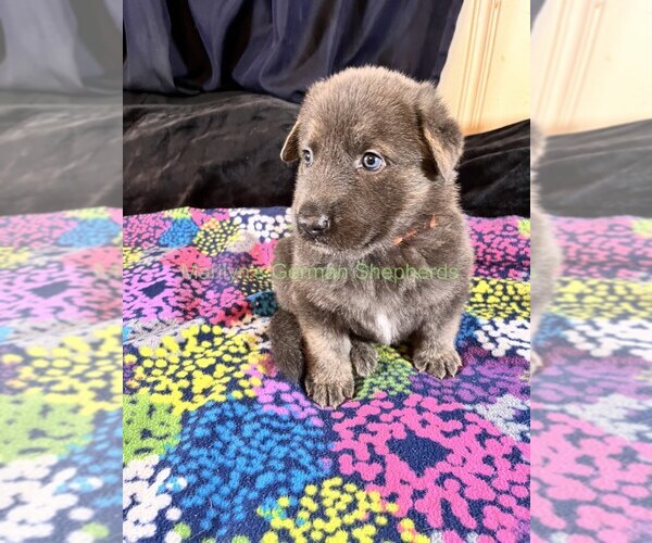 Medium Photo #10 German Shepherd Dog Puppy For Sale in PIEDMONT, MO, USA
