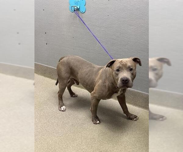 Medium Photo #1 American Pit Bull Terrier-Unknown Mix Puppy For Sale in Las Vegas, NV, USA