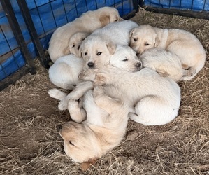 Goberian-Labrador Retriever Mix Puppy for sale in LA CENTER, WA, USA