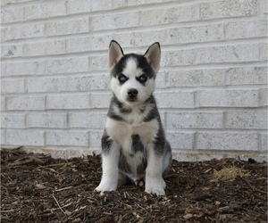 Siberian Husky Puppy for sale in BELLEFONTE, PA, USA