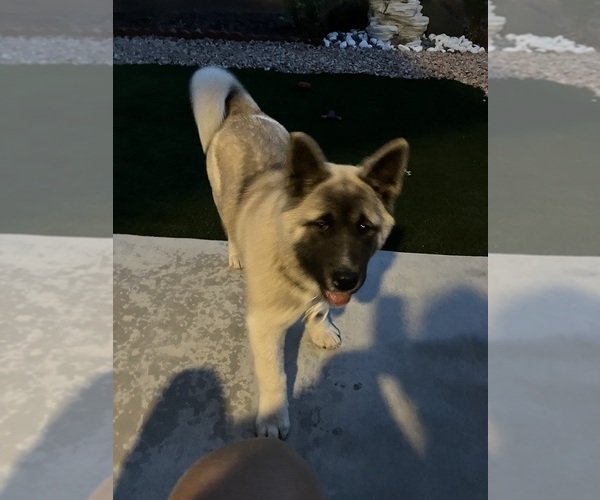 Medium Photo #1 Akita Puppy For Sale in LAS VEGAS, NV, USA