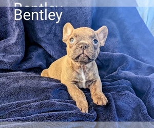 French Bulldog Puppy for sale in OJAI, CA, USA