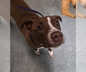 Labrador Retriever-Unknown Mix Dogs for adoption in St. Cloud, FL, USA