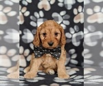 Small Photo #1 Cavapoo Puppy For Sale in NOTTINGHAM, PA, USA