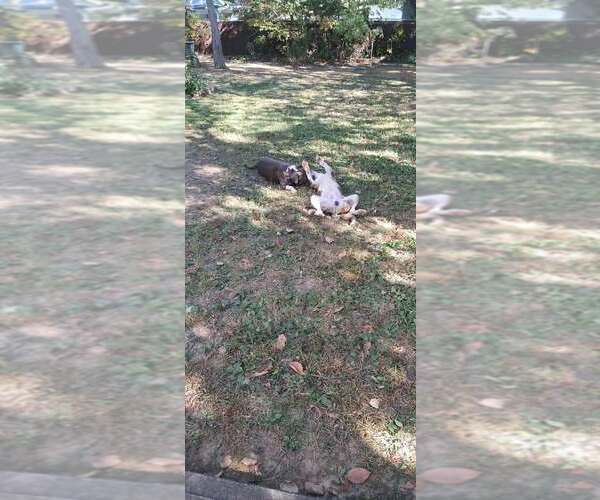 Medium Photo #15 Catahoula Leopard Dog-Unknown Mix Puppy For Sale in pomfret, CT, USA