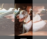 Small Photo #1 Australian Kelpie-Catahoula Leopard Dog Mix Puppy For Sale in SENECA, MO, USA