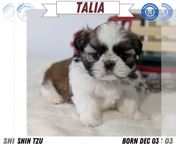 Medium Photo #1 Shih Tzu Puppy For Sale in GOSHEN, IN, USA