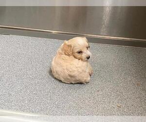 Poodle (Miniature) Dogs for adoption in Orange, CA, USA