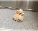 MEEKO - Male Poodle (Miniature) Dog for Adoption - Small photo