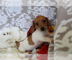 Small #6 Dachshund