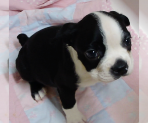 Boston Terrier Puppy for sale in BEND, OR, USA