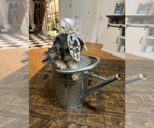 Medium Photo #11 Schnoodle (Miniature) Puppy For Sale in DINWIDDIE, VA, USA