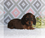 Small Photo #3 Dachshund Puppy For Sale in GAP, PA, USA