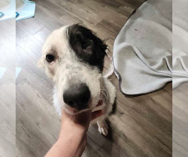 Medium Photo #4 Border Collie-Great Pyrenees Mix Puppy For Sale in Visalia, CA, USA