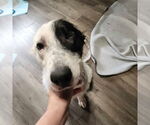 Small #3 Border Collie-Great Pyrenees Mix