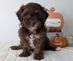 Small Photo #7 ShihPoo Puppy For Sale in GOSHEN, IN, USA