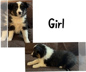 Miniature Australian Shepherd Puppy for sale in NEW WASHINGTN, IN, USA