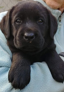 Medium Photo #3 Labrador Retriever Puppy For Sale in LACEY, WA, USA