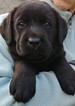 Small Photo #3 Labrador Retriever Puppy For Sale in LACEY, WA, USA