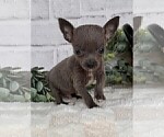 Small #29 Chihuahua