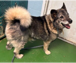 Norwegian Elkhound Dogs for adoption in Rustburg, VA, USA