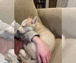Small #2 Siberian Husky