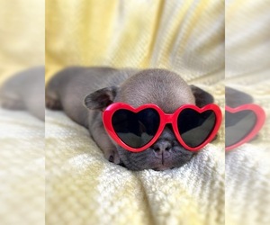 French Bulldog Puppy for sale in OJAI, CA, USA