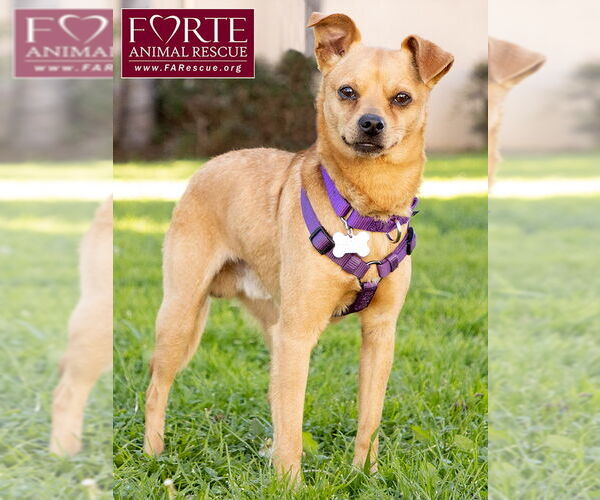 Medium Photo #4 Chihuahua-Unknown Mix Puppy For Sale in Marina del Rey, CA, USA