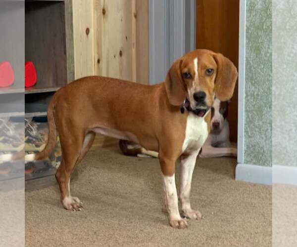 Medium Photo #2 Mutt Puppy For Sale in New Oxford , PA, USA