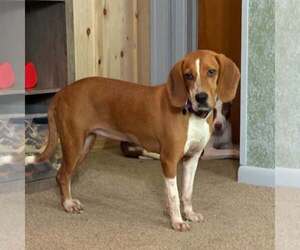 Bambi - Female Mutt Dog for Adoption - Photo #2