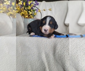 Bernese Mountain Dog Puppy for Sale in PAXTON, Illinois USA
