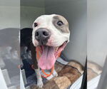 Small Bull Terrier-Mastiff Mix