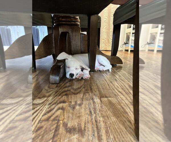 Medium Photo #5 Borador Puppy For Sale in Brewster, NY, USA
