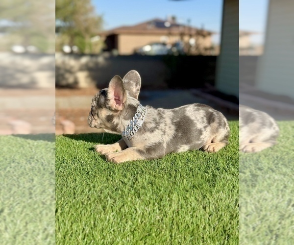 Medium Photo #7 French Bulldog Puppy For Sale in SEATTLE, WA, USA