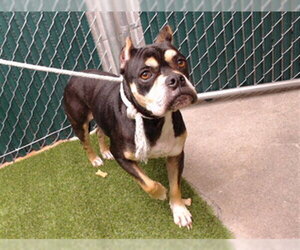 Bulldog-Unknown Mix Dogs for adoption in Downey, CA, USA