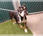 Small Bulldog Mix