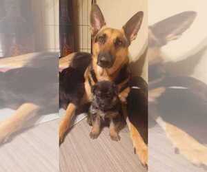Mother of the German Shepherd Dog puppies born on 02/06/2024