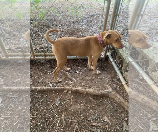 Medium Photo #2 Mutt Puppy For Sale in McCormick, SC, USA