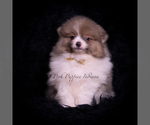 Small Photo #2 Pomeranian Puppy For Sale in WARSAW, IN, USA