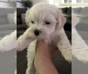 Maltese Puppy for sale in HILLSBORO, GA, USA
