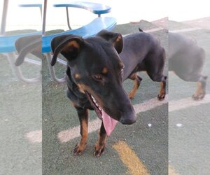 Doberman Pinscher-Unknown Mix Dogs for adoption in Apple Valley, CA, USA