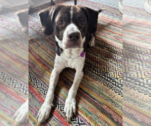 Pops #1 - Male Beagle-Staffordshire Bull Terrier Mix Dog for Adoption - Photo #4