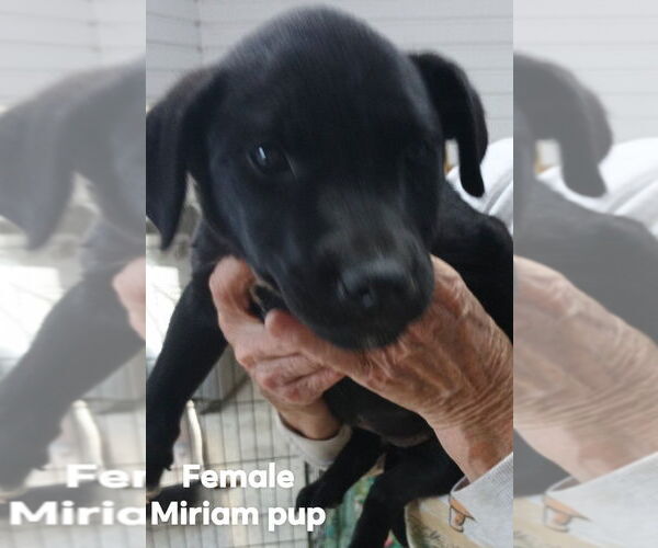 Medium Photo #1 German Shepherd Dog-Unknown Mix Puppy For Sale in Brooksville, FL, USA