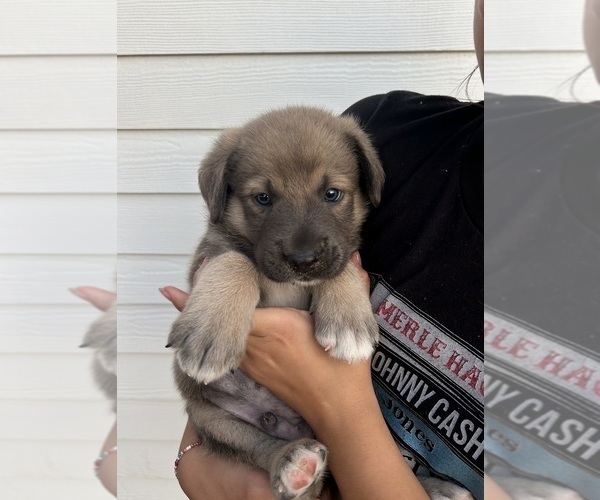 Medium Photo #7 Labrenees Puppy For Sale in BELTON, TX, USA