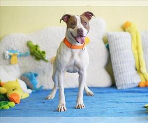 DENNIS - Male American Staffordshire Terrier-Unknown Mix Dog for Adoption - Photo #2