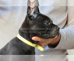Small Photo #7 Cane Corso Puppy For Sale in MARENGO, IL, USA