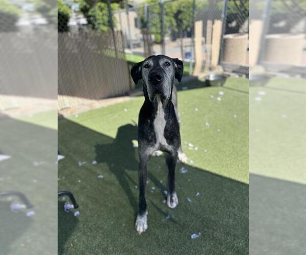 Medium Photo #1 Great Dane Puppy For Sale in Chula Vista, CA, USA