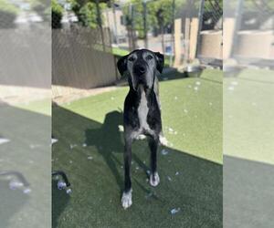 Great Dane Dogs for adoption in Chula Vista, CA, USA