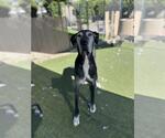 Small Great Dane